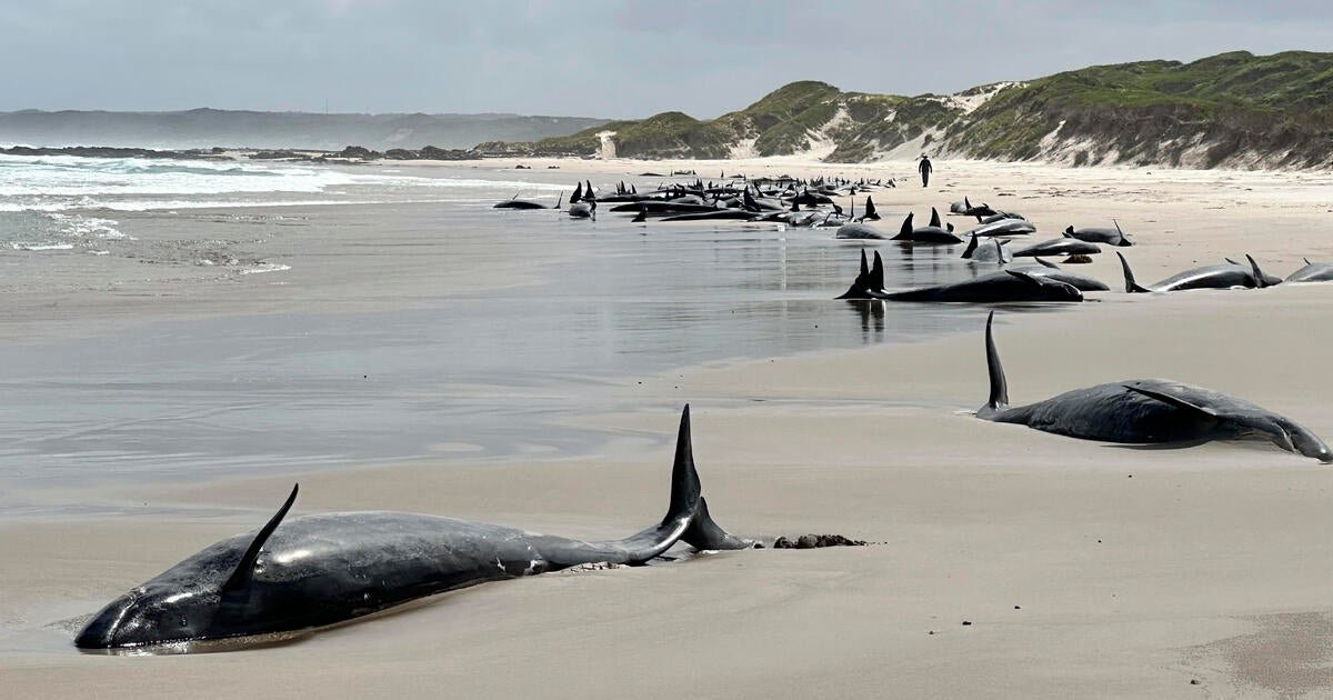 Over 150 false killer whales stranded on Australia beach cannot be saved, experts say