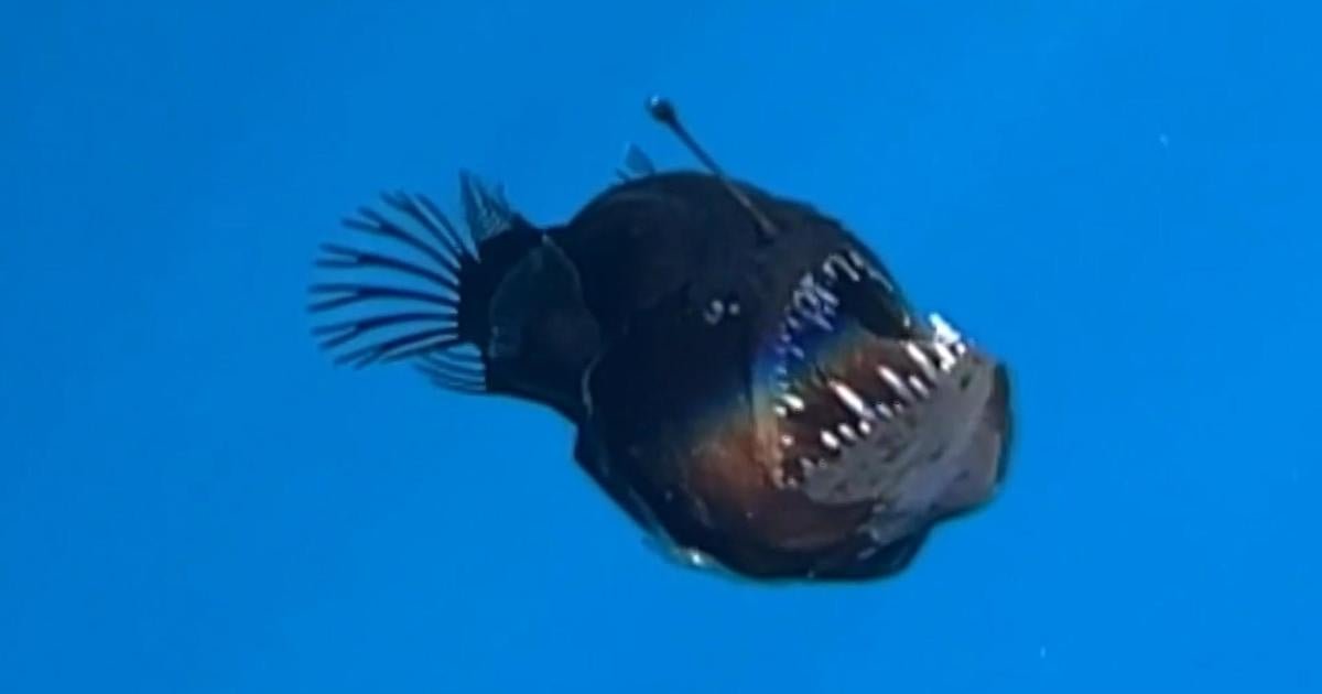 Rare deep-sea anglerfish spotted on ocean’s surface for first time