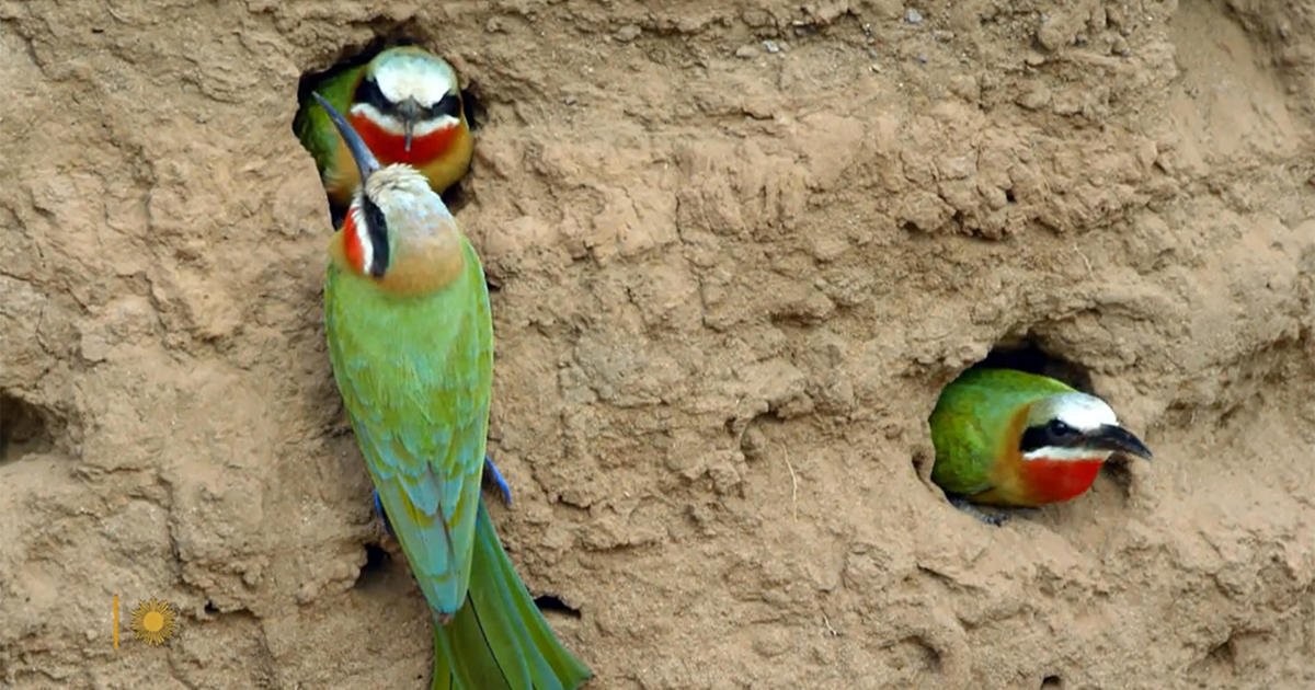 Nature: White-throated bee-eaters – CBS News