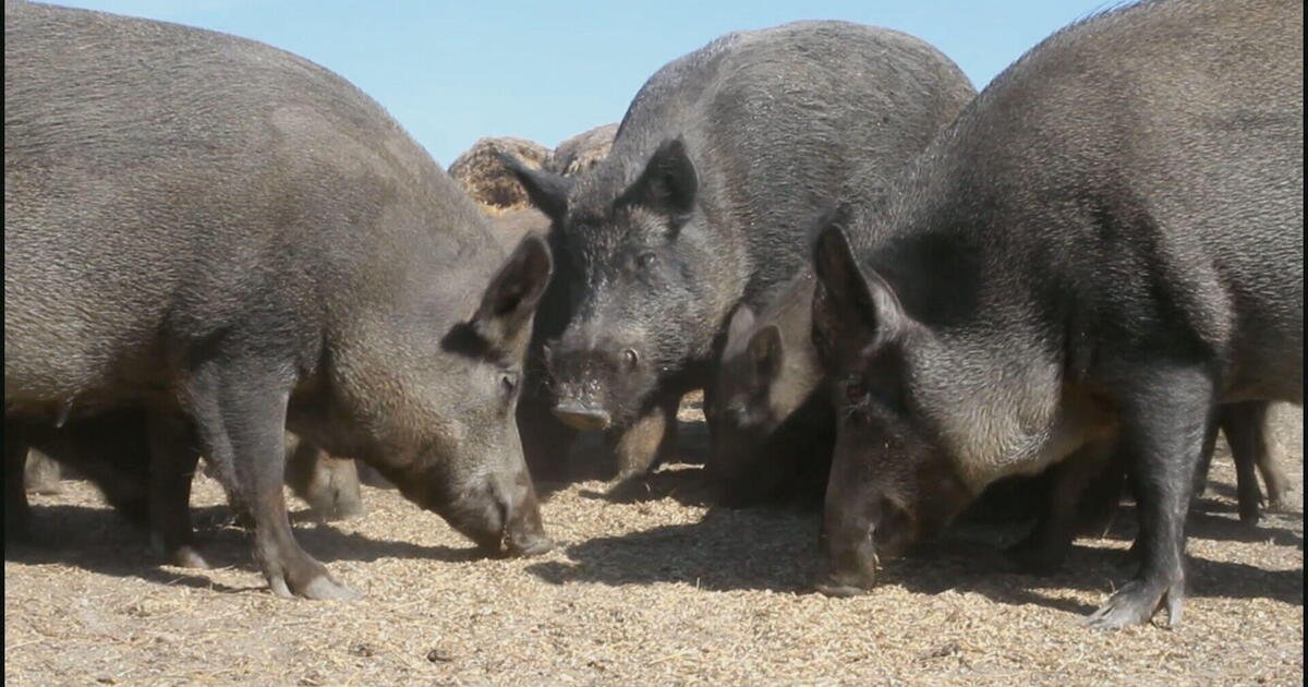 Why Canada’s “super pigs” pose a multibillion-dollar threat to the U.S. economy