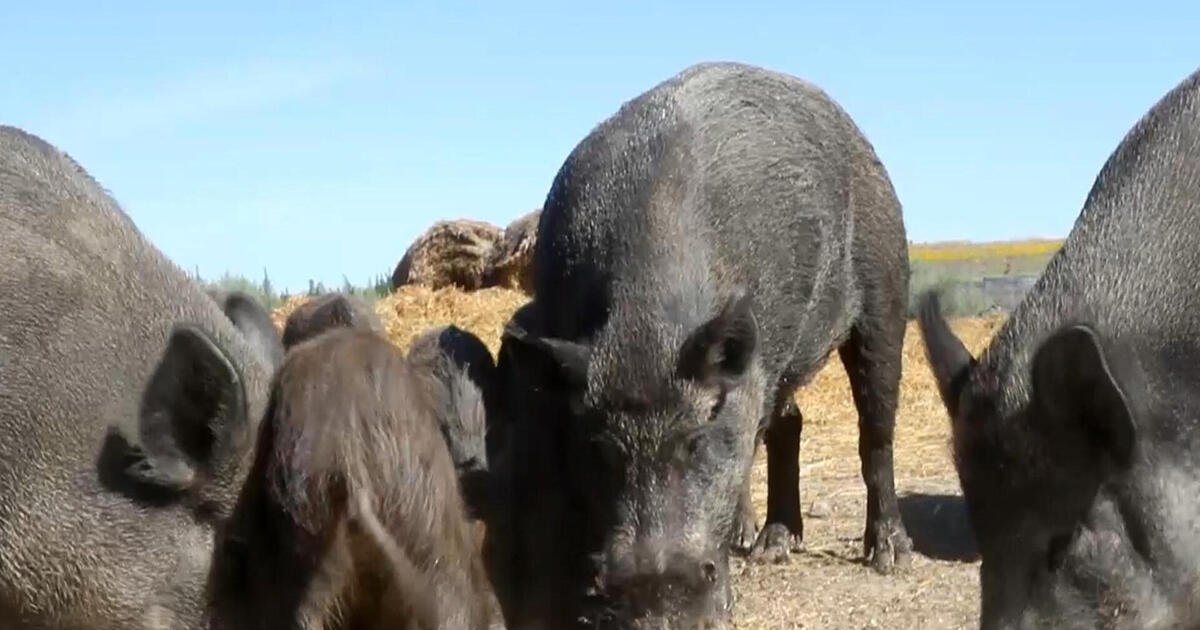 “Super pigs” cause chaos along U.S.-Canada border