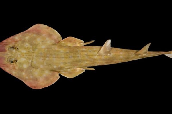 “Guitar shark” and snail with venomous “harpoons” among 866 new marine species discovered in ocean