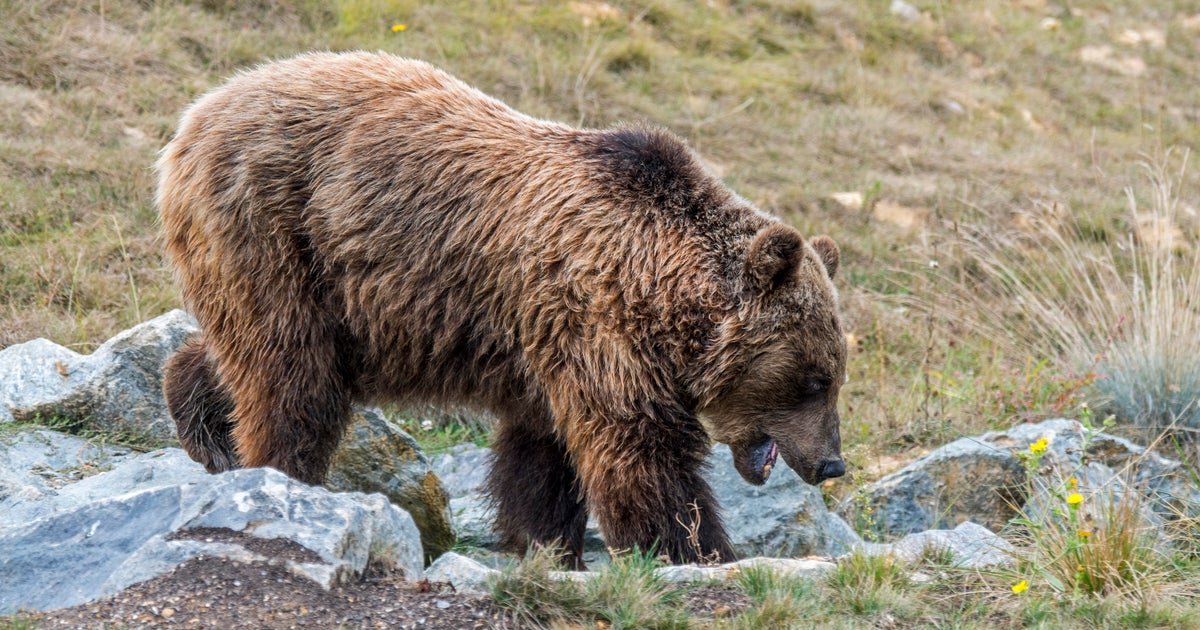 Hunter accused of killing endangered mother bear claims self-defense at trial in France