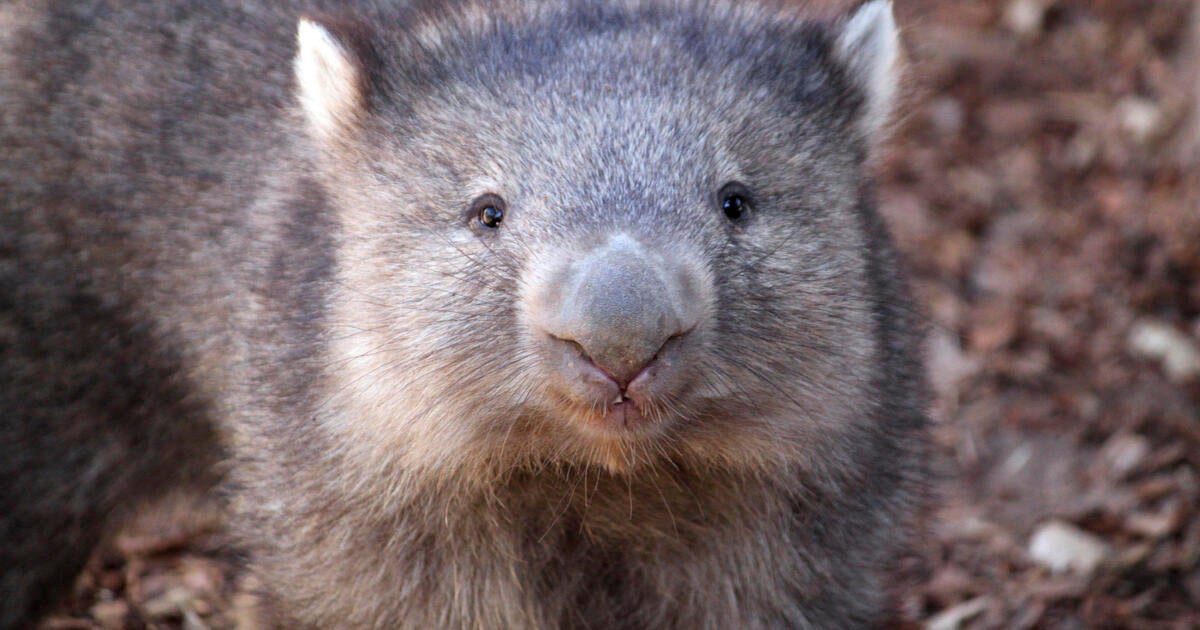 U.S. influencer picks up baby wombat in Australia, sparks outrage