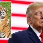 Donald Trump slammed by family of man mauled to death by tiger as they admit feeling 'severe distress'