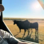 Drought, fire and high diesel prices ‘addin’ up tough’ for Oregon ranchers : NPR